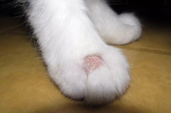猫皮肤病,病因、症状与防治策略