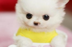 茶杯犬,迷你版犬类中的明星宠儿